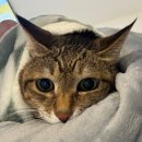 동주동물병원 | [강남 동물치과병원 메이] 동주의 치과치료 후기