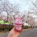 여좌남로 | 진해 군항제 시작! 여좌천 벚꽃 실시간 개화 &amp; 벚꽃 아이스크림 후기 (+먹거리 총정리)