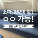 백석세탁 | "두정동 집사님들,여깁니다!" 천안 두정동 소파청소, 고양이 토 얼룩과 냄새 완벽제거 후기