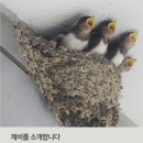 제비기획 이미지