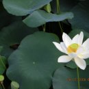 평화동-08 이미지