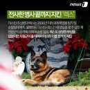 펫나라 이미지