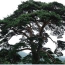 돌배나무집민박 이미지