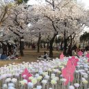 꽃보라동산 이미지