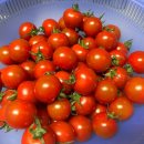 현서농장 | [방울토마토 추천] 인생 방토 발견! 30년 장인의 고당도 요요방울토마토 ‘금홍농장 붉은금’ 솔직 후기 🍅✨