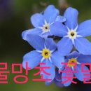 물망초forgetmenot 이미지