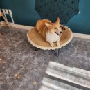 젠틀그루밍 이미지