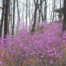 [진경수의 자연에서 배우는 삶의 여행] 唐津九景의 한 곳, 당진의 최고봉 아미산(아미망루) 이미지