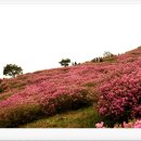 🌸 2025 황매산 철쭉 축제 후기 – 오월의 끝자락, 안갯속에서 피어난 붉은 봄 –