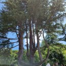 올라알파카 카페 | 화순가볼만한곳 올라알파카 카페 후기