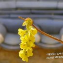 한국특산