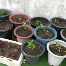 조은정원농장 이미지