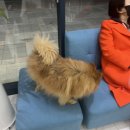 애니펫동물병원 | 인천강아지슬개골 애니펫동물병원 다녀왔어요(송도강아지간수치검사)