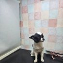 강아지고양이악세사리&미용 | 양천구고양이미용 강아지목욕방 깔끔하게 관리받은 후기