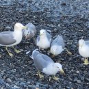 몽돌펜션 이미지