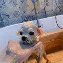 친절한애견미용실 이미지