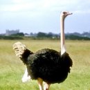 오스트리치(OSTRICH) 이미지