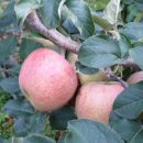 와촌농장 이미지