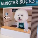 개스키라빈스 이미지