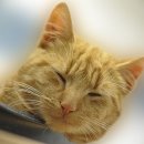 공감＋동물의료센터 이미지