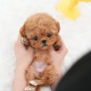 부산강아지분양 테디럽 명지본점 이미지