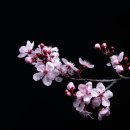 벚꽃 이미지