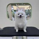 아워퍼피 이미지