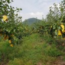 하이마로 이미지