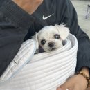 행복한 굼벵이 마을 | 전기차 테슬라 주니퍼로 평창 육백마지기 차박, 애견동반 캠핑 여행