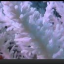 [VOA 영어뉴스] US Agency Says Coral Reef Destruction is Slowing This Year 이미지