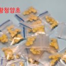 청양초 이미지