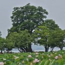 양평 두물머리 세미원 연꽃 이미지