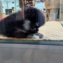 하이엔드 독 이미지