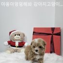 야옹아 멍멍해봐 이미지