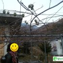 치악농장 네이버블로그