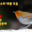 한국의 새소리 18종 모음---검은등뻐꾸기,후투티,붉은가슴울새,멧비둘기,꾀꼬리,긴꼬리딱새,종다리,무당새... 이미지