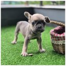 드림독 강아지분양 안심분양센터 잠실점 | 부산강아지분양 드림독 안심분양센터에서 강아지 입양 완벽 가이드