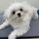 뽀프퍼피(POFF PUPPY) 이미지