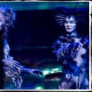CATS Daum카페