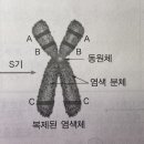 조금 어이없지만..상동염색체 개념이요 이미지