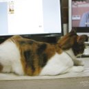 언니야PC 이미지