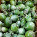 보태니컬아트(색연필화) 이미지