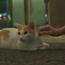 [국내여행] 9월 양양 1박2일 여행기 1부 (feat. 디그니티 호텔, 감나무 식당, 하조대 해수욕장, 싱글핀...