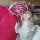 뭉치동물약국 이미지