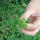 네잎클로버 이미지