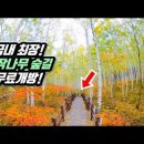 국내 최장 '8km' 자작나무 숲 트레킹 코스 이미지