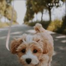 레오동물병원 이미지