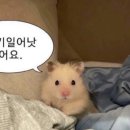 스시우미 이미지