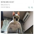 밈