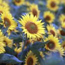 일로일로 이미지